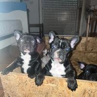 Cuccioli di bulldog francese
