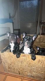 Cuccioli di bulldog francese