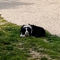 Cuccioli border collie linea lavoro