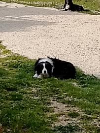Cuccioli border collie linea lavoro
