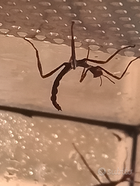 Insetto Foglia secca