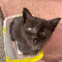 Regalasi gattini neri