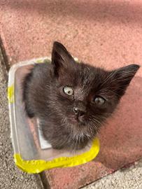 Regalasi gattini neri