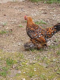 Millefiori calzate nane