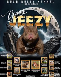 America bully Pochet