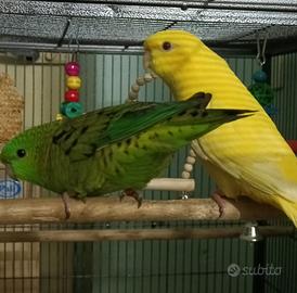 Coppia Parrocchetti Barrati