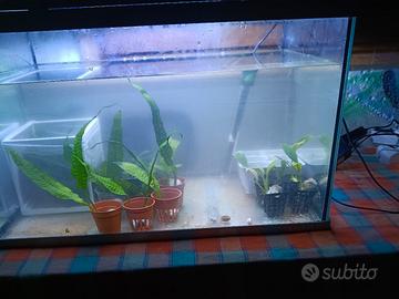 piante x acquario 