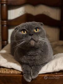 Scottish fold blu femmina