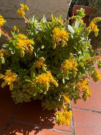 Sedum palmeri