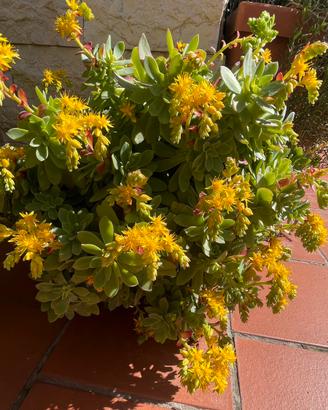 Sedum palmeri