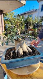 Bonsai 