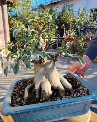Bonsai 