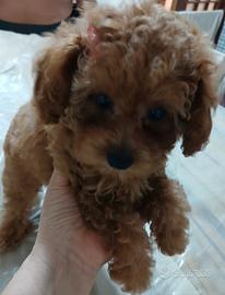 Small poodles