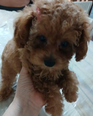Small poodles
