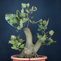 Acero opalo (Acer opalus)