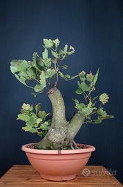 Acero opalo (Acer opalus)