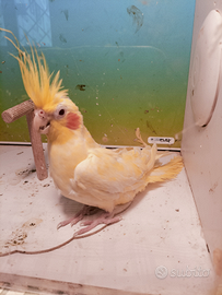 Calopsite gialla femmina