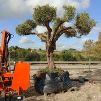 Piante di Ulivo – Varie Dimensioni 🌳