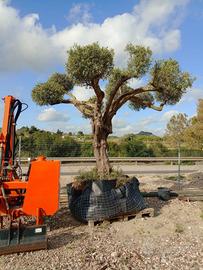 Piante di Ulivo – Varie Dimensioni 🌳