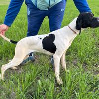 Pointer maschio