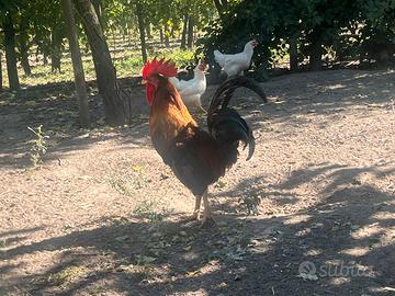 Gallo