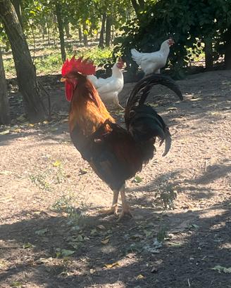 Gallo