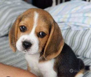 Beagle tricolore