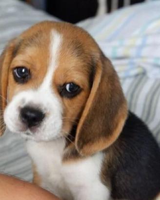 Beagle tricolore