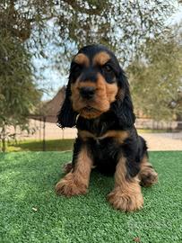Cocker spaniel inglese