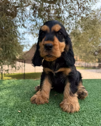 Cocker spaniel inglese