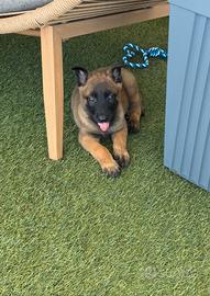 Cuccioli pastore belga malinois
