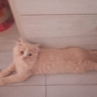 Cuccioli di persiano ipertipici