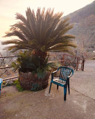 Grande pianta Cycas