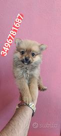 SPITZ TEDESCO PICCOLO marbidose amorine