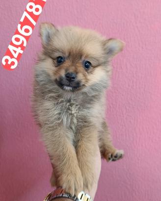 SPITZ TEDESCO PICCOLO marbidose amorine