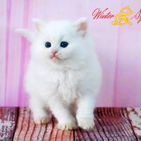 Cuccioli di gatto siberiano, pedigree ministeriale