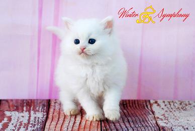 Cuccioli di gatto siberiano, pedigree ministeriale