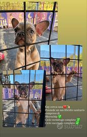 Cuccioli bulldog francese
