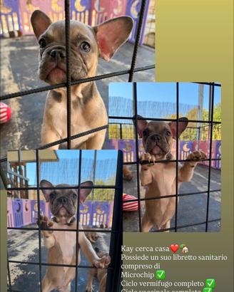 Cuccioli bulldog francese