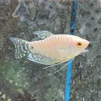 Colisa - trichogaster - macropodus