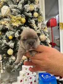 Bulldog francese