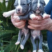 American pitbull terrier blu pitbul amstaff pit