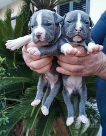 American pitbull terrier blu pitbul amstaff pit