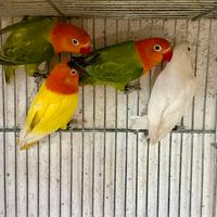 Pappagalli inseparabili Fischer opalini