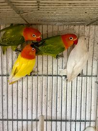 Pappagalli inseparabili Fischer opalini