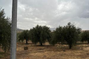 Terreno muglia territorio Centuripe