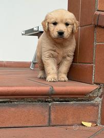 Golden retriever