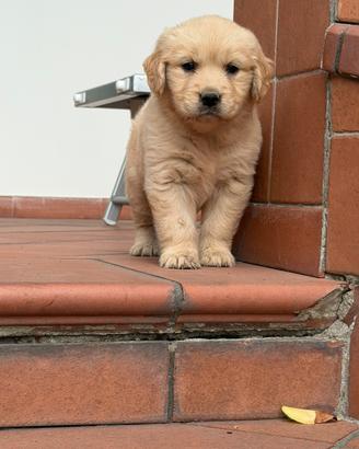 Golden retriever