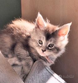 Maine Coon cuccioli con pedigree