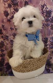 Cuccioli di Maltese